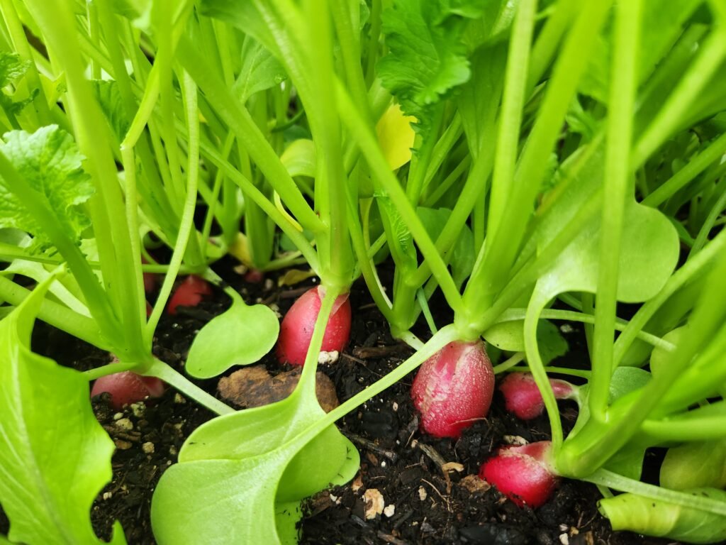 Radishes Growing in Abundance
