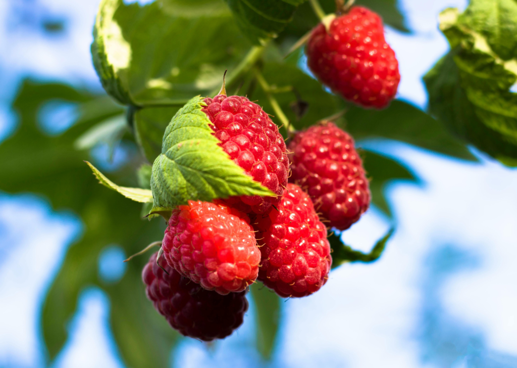 Red Raspberries Up Close