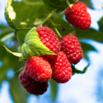 Red Raspberries Up Close