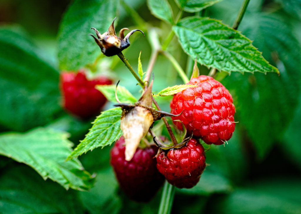 Red Raspberries on Plant Ripe for Harvest
