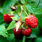Red Raspberries on Plant Ripe for Harvest