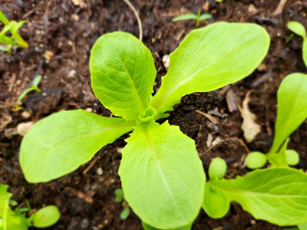 Romaine Lettuce Plant