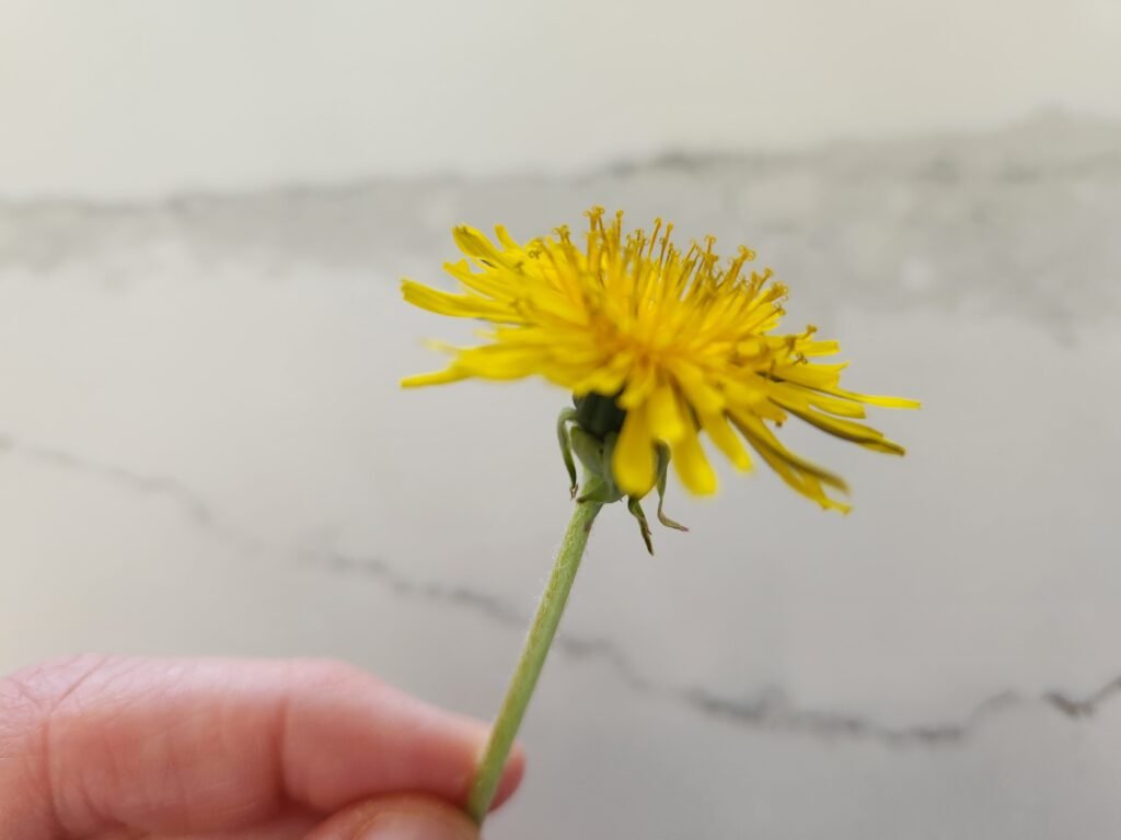 Side View of Dandelion Flower