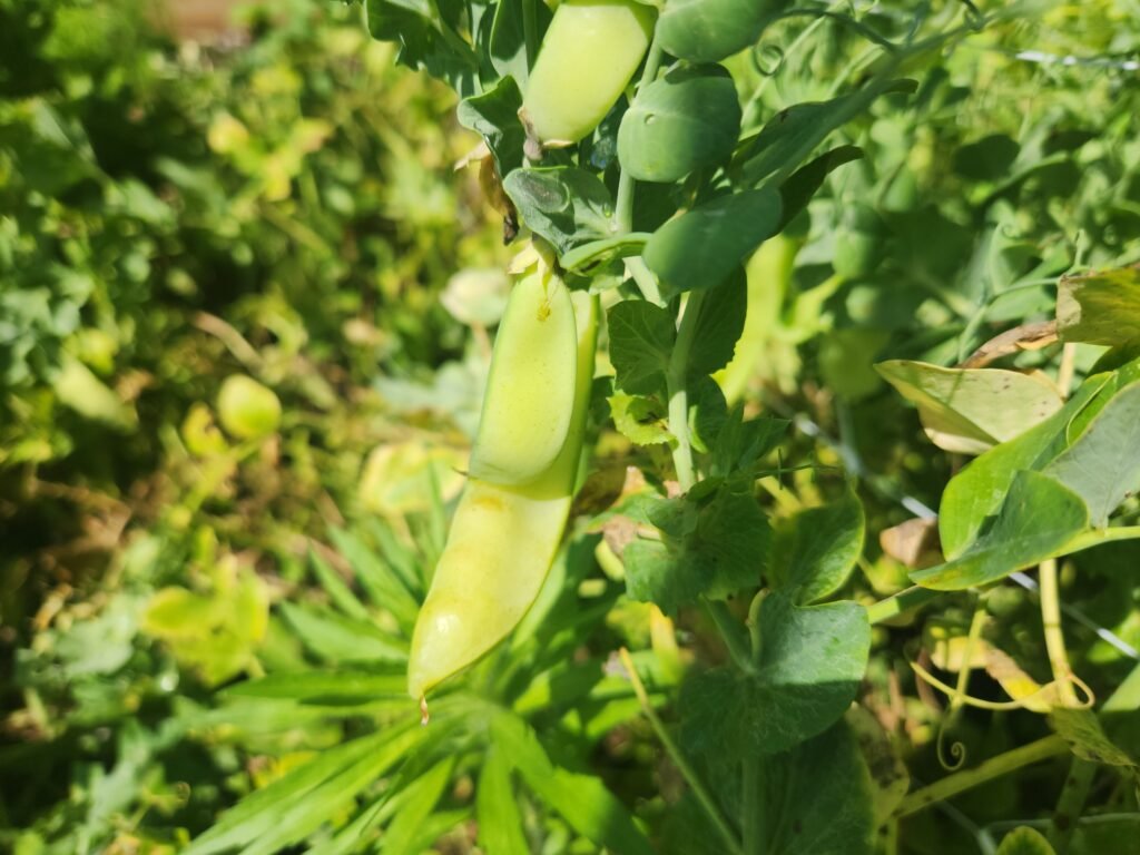 Snow Pea