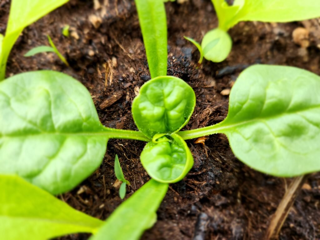 Spinach Plant