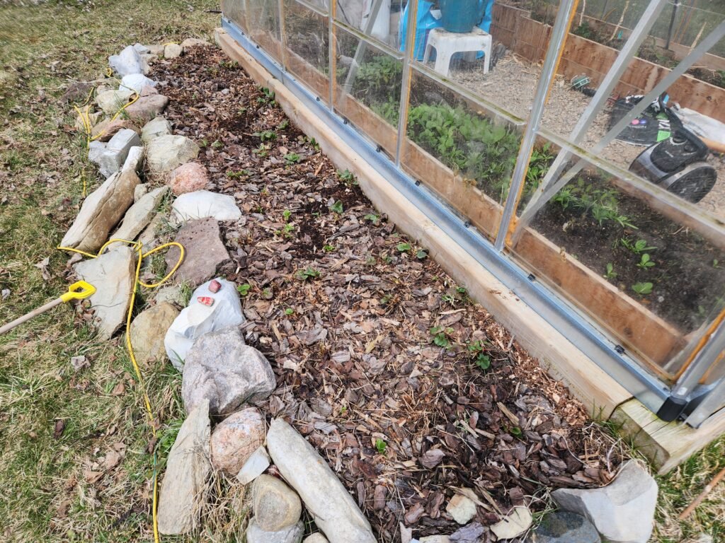 Strawberry Bed After Spring CleanUp