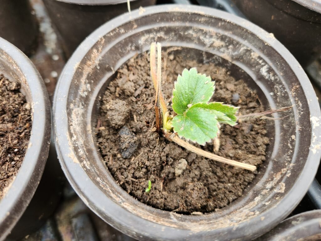 Strawberry Runner Repotted