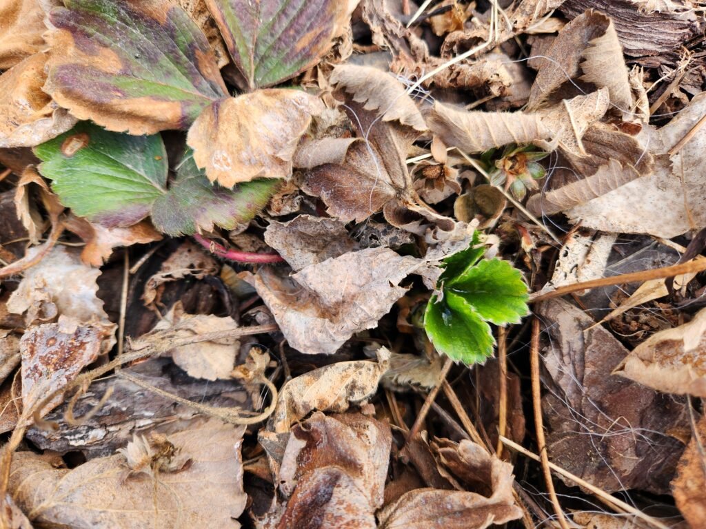 Strawberry Spring Leaves Shooting Out Through Old Dead Growth