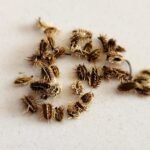 Up Close Carrot Seeds