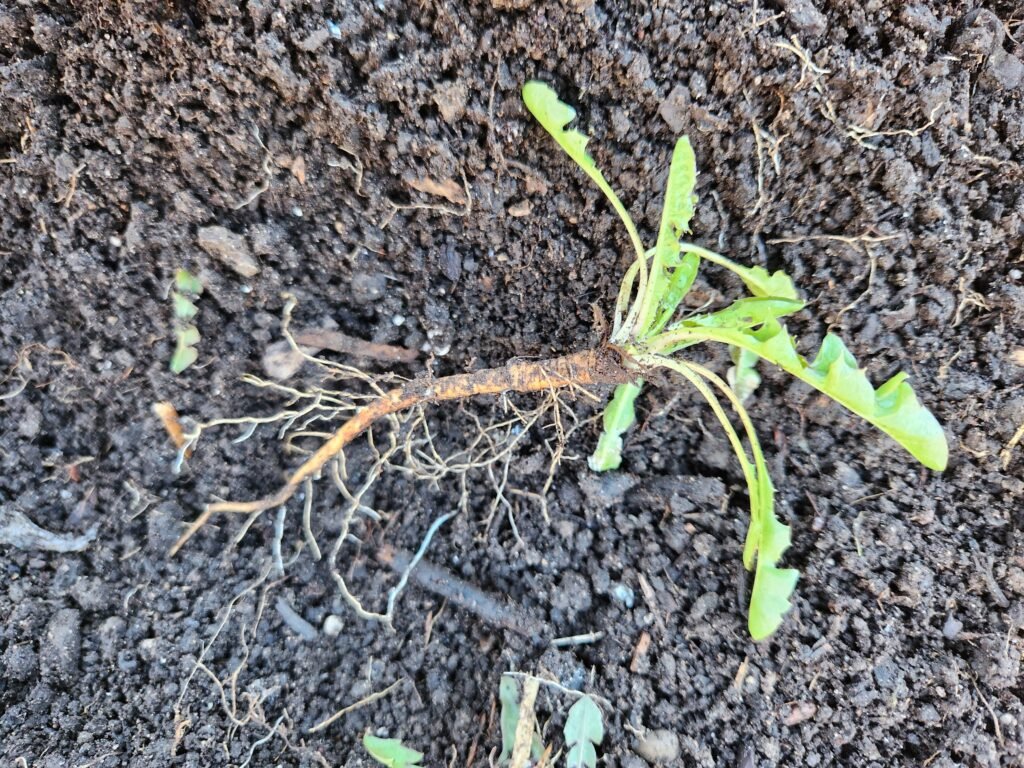 Young Dandelion Plant