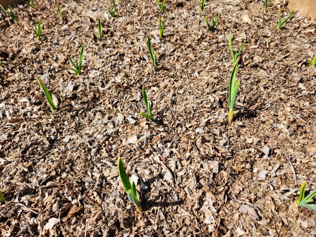 Young garlic plants in a mulched garden bed