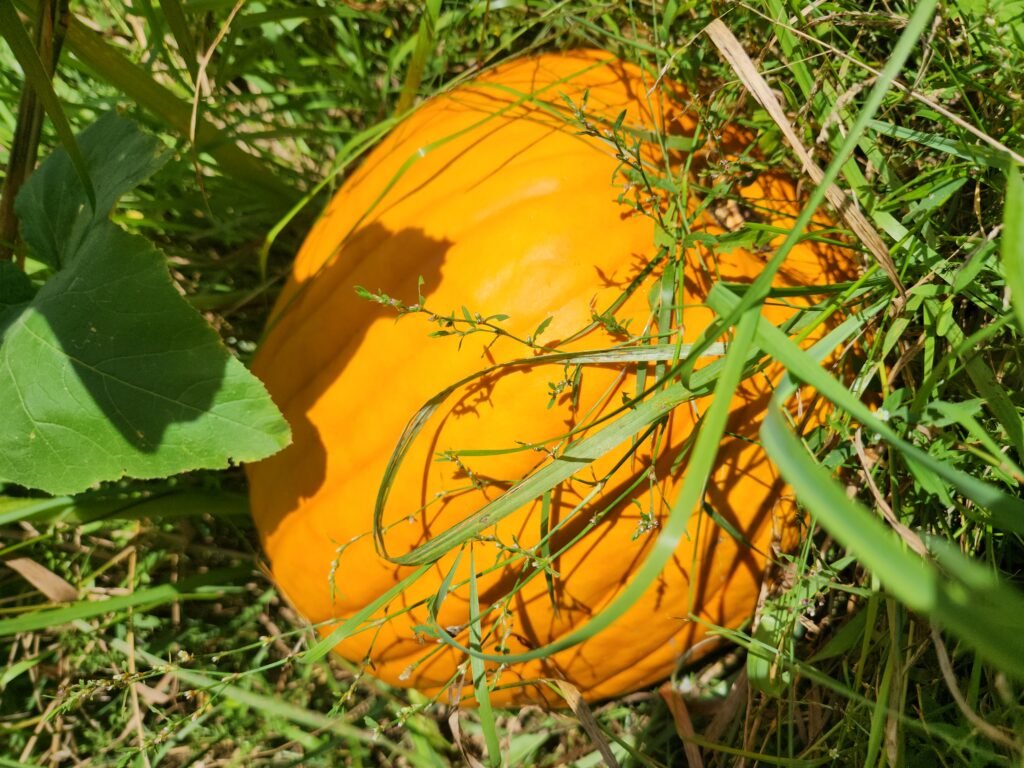 pumpkin ready to be harvested and cured