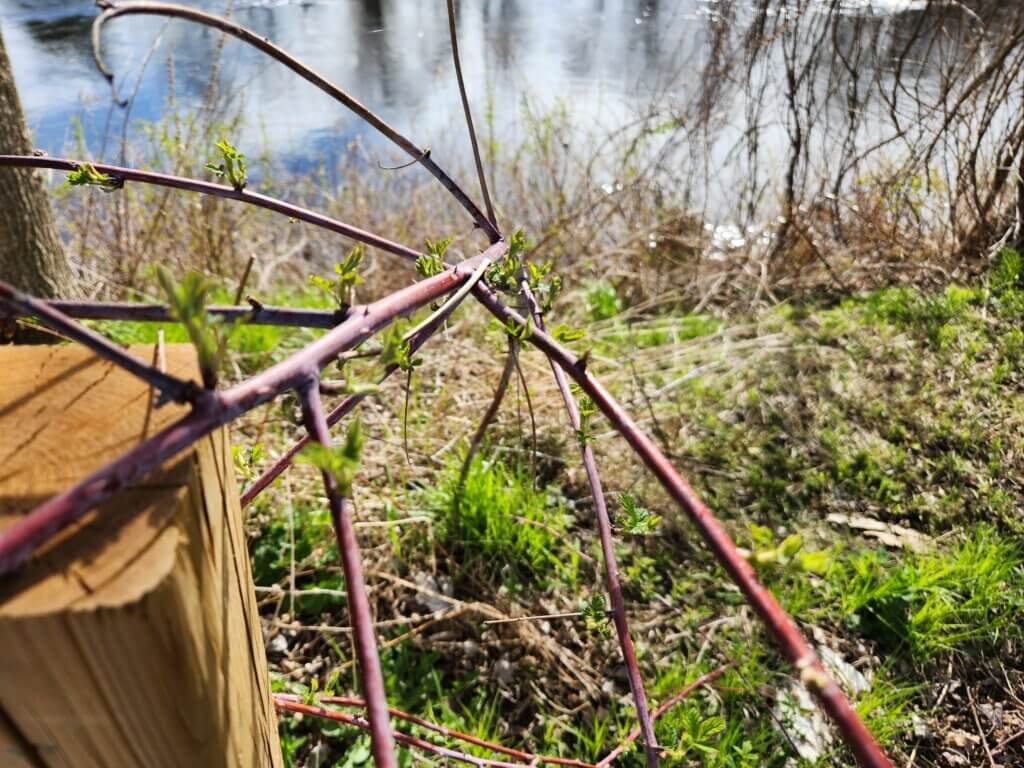 Black Raspberry Cane Tipped to Branch Out