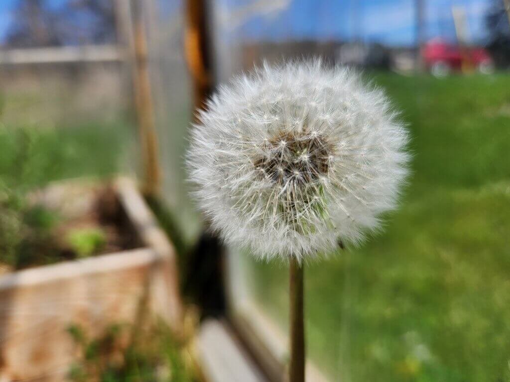 Dandelion Going To Seed