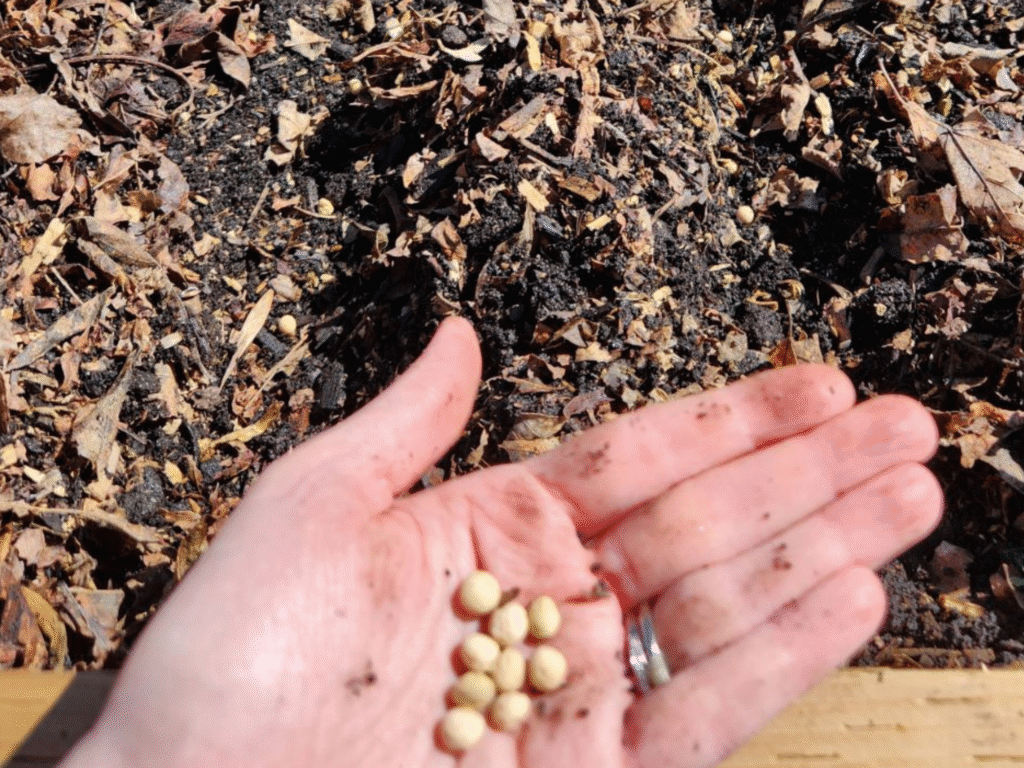 Direct Sowing Seeds