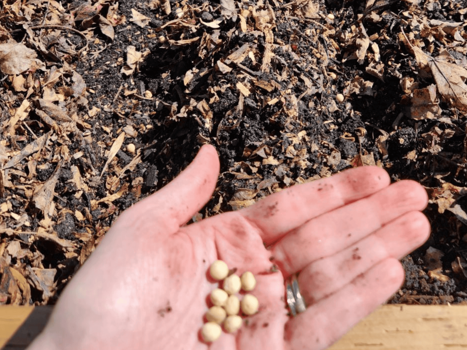 How To Direct Sow Seeds For Beginners Dbs Farm Wilson