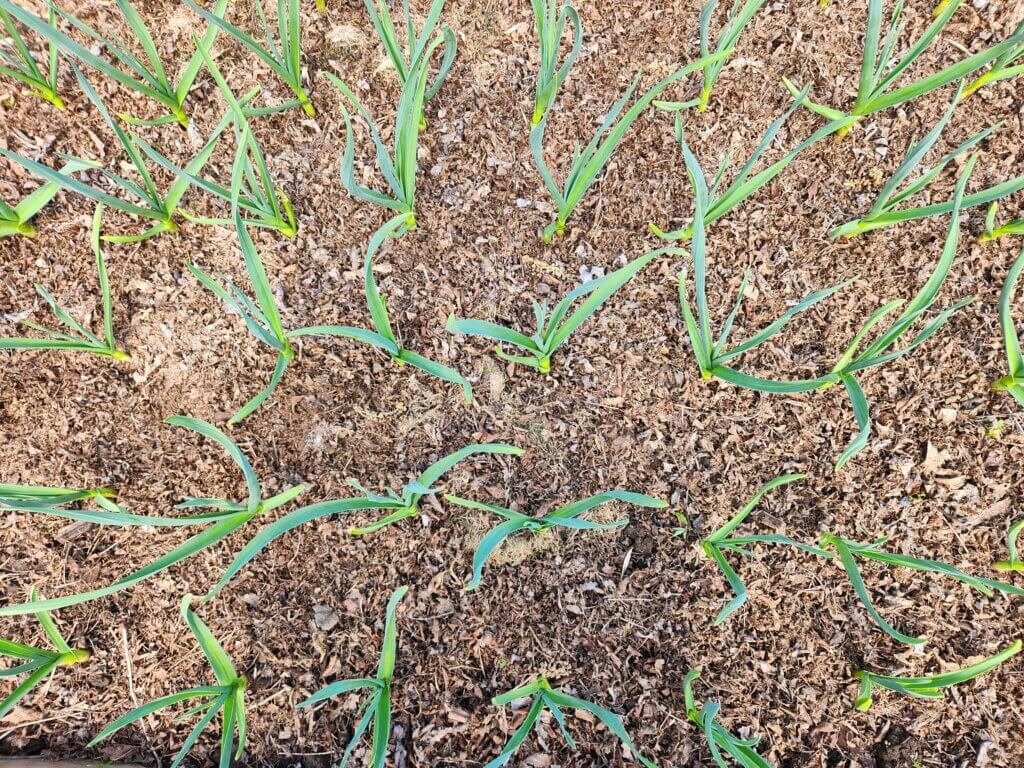 Rows of garlic growing in a mulched garden bed.
