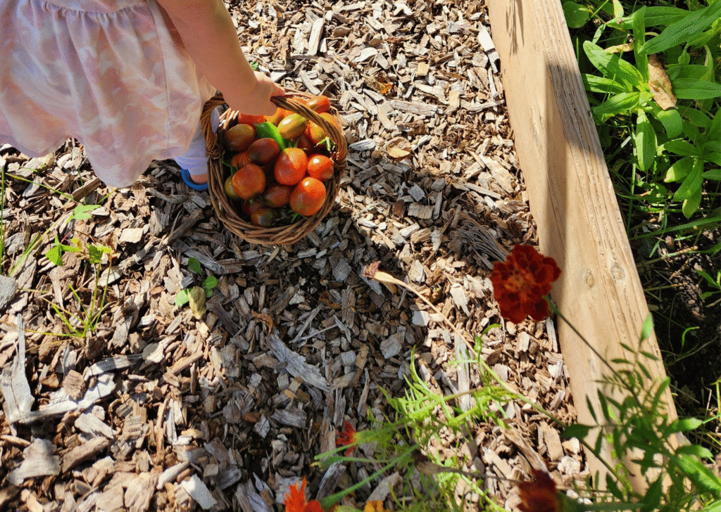 Harvesting from the Garden