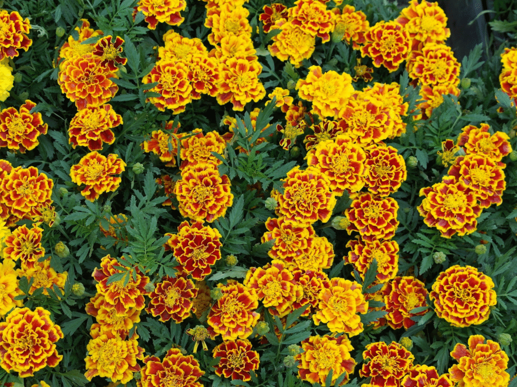 Picture of a lot of blooming yellow and orange marigold flowers.