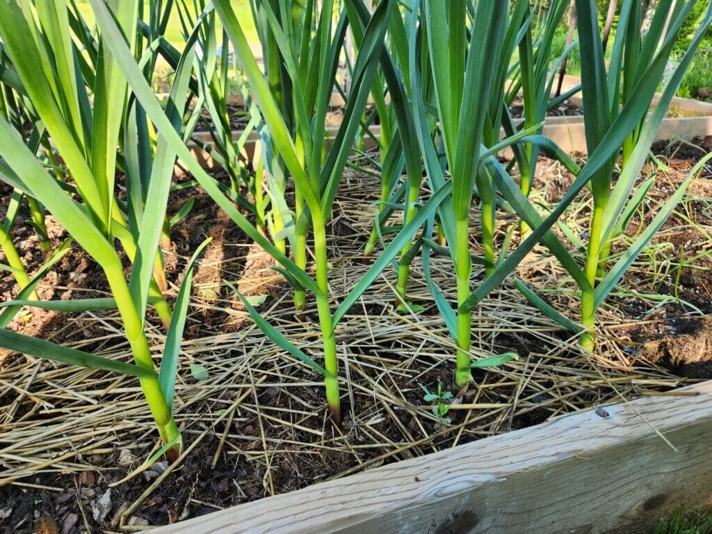 Matured Garlic with Straw Mulch in a Raised Bed