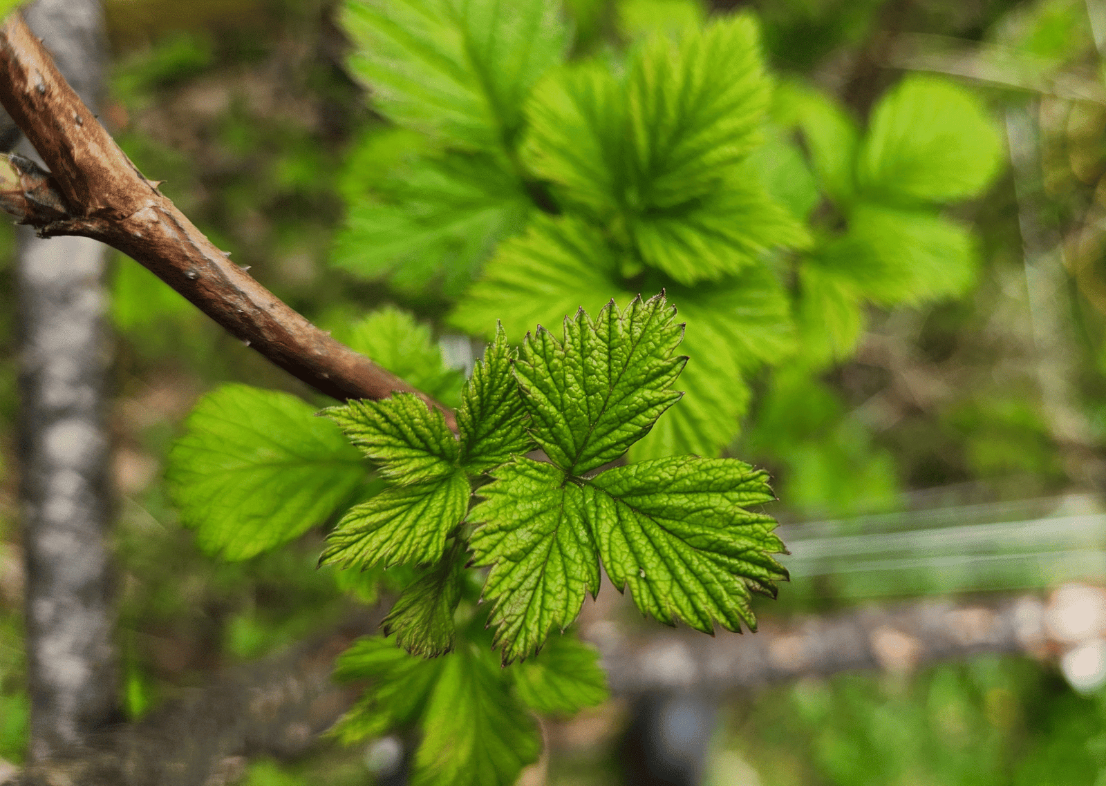 How to Grow Black Raspberries (Complete Care & Pruning Guide) - DBS ...