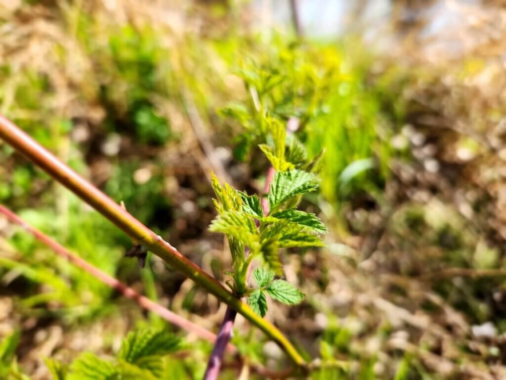 Raspberry Plant New Growth in Spring