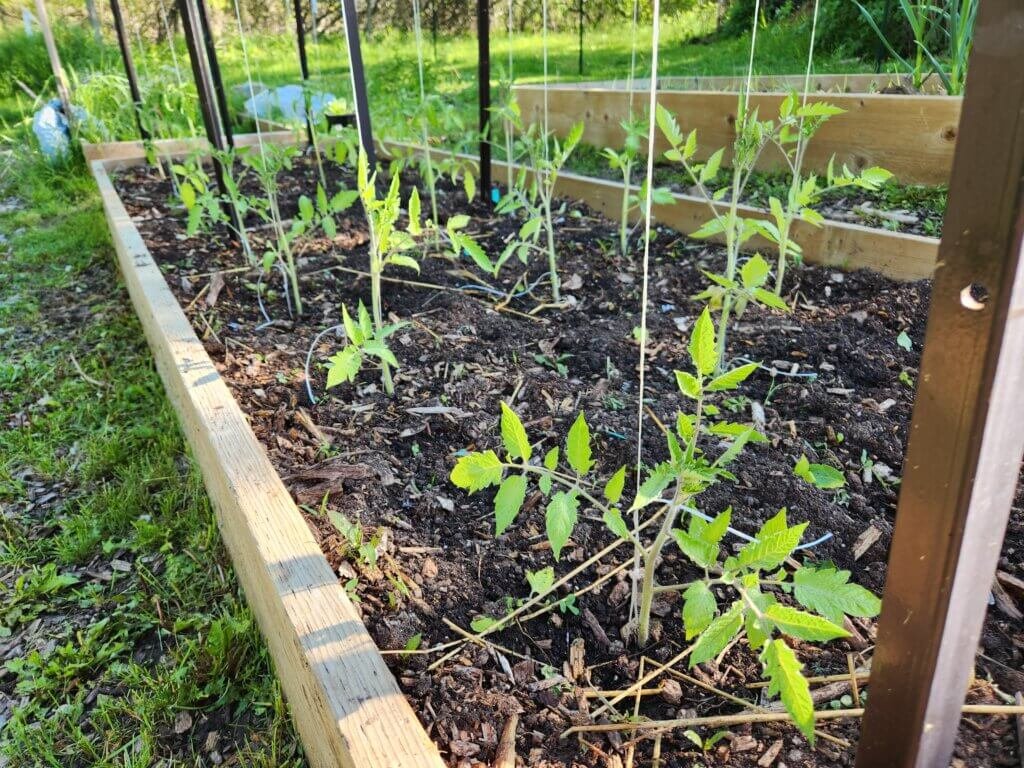 Tomato Plants Trellised in a Raised Bed