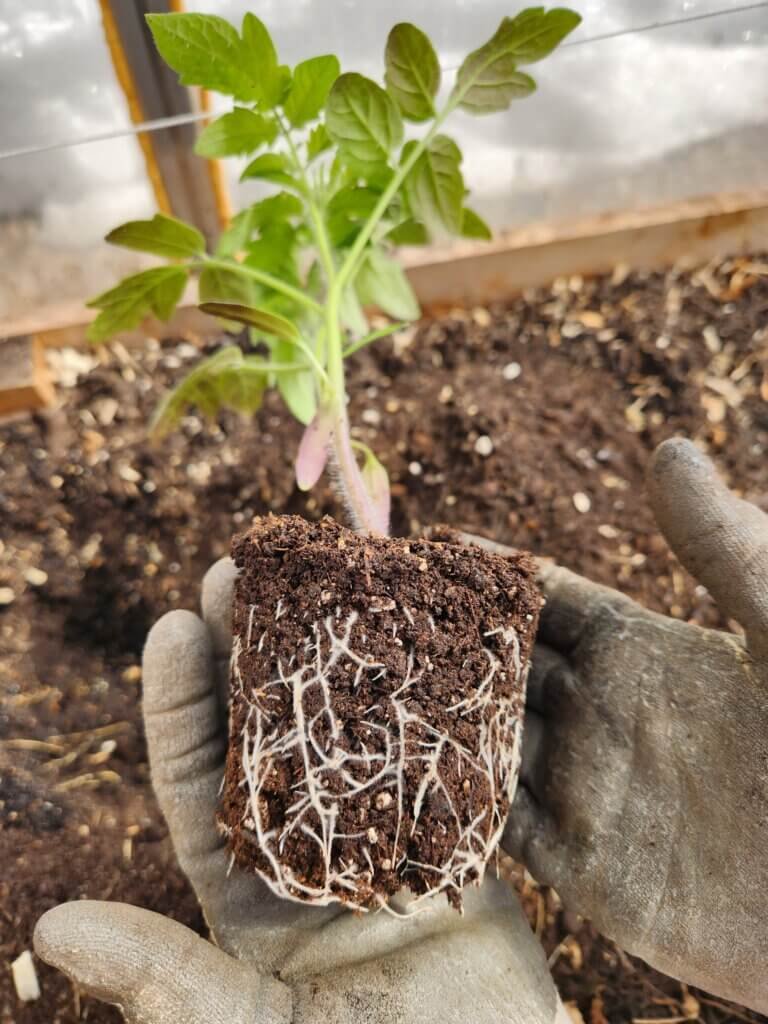 Tomato seedling being transplanted showing roots