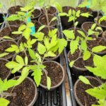Tomato seedlings started indoors in 4 inch pots