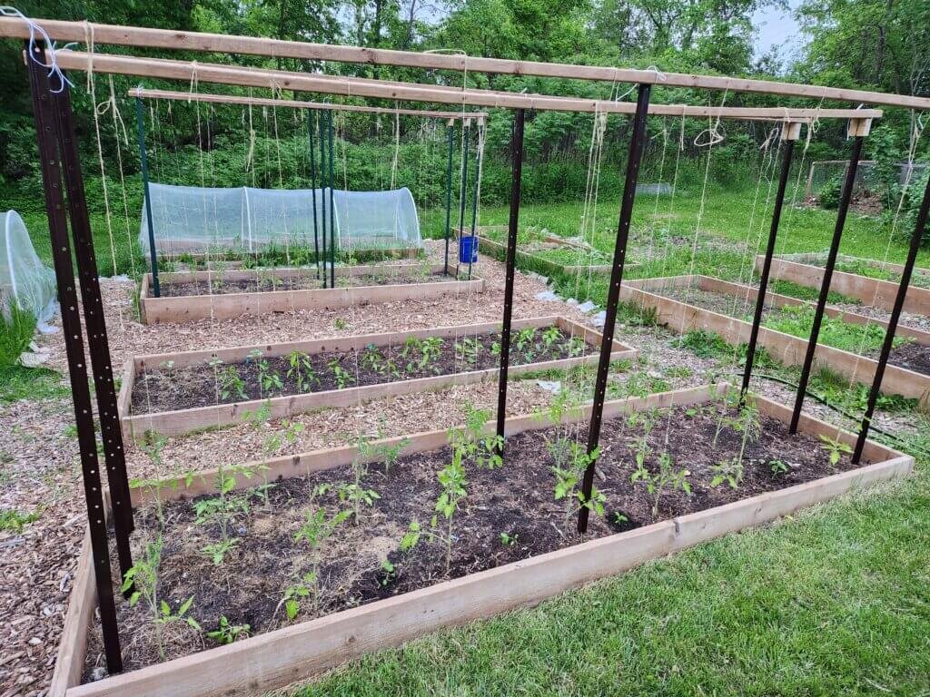 Freshly transplanted tomato seedlings with a trellis for them to grow up.