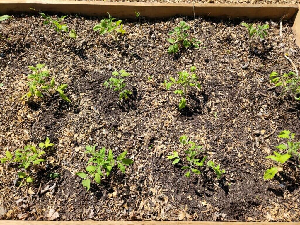 Tomatoes transplanted into a raised garden bed.