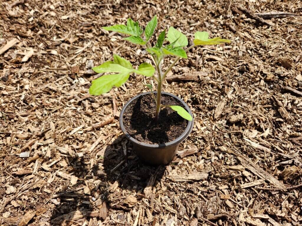 Transplanting tomato seedling