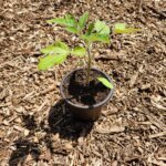 Transplanting tomato seedling
