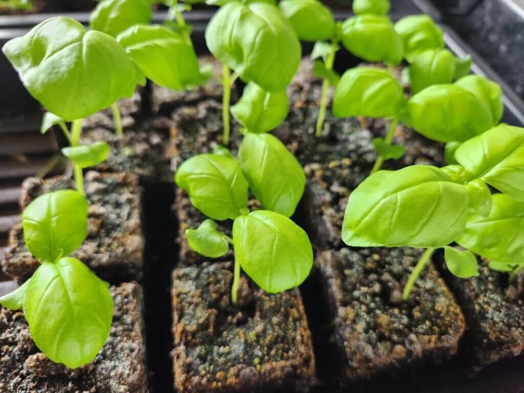 Young Basil Plants in Soil Blocks
