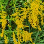 Goldenrod Flowers in Full Bloom with a Bumble Bee