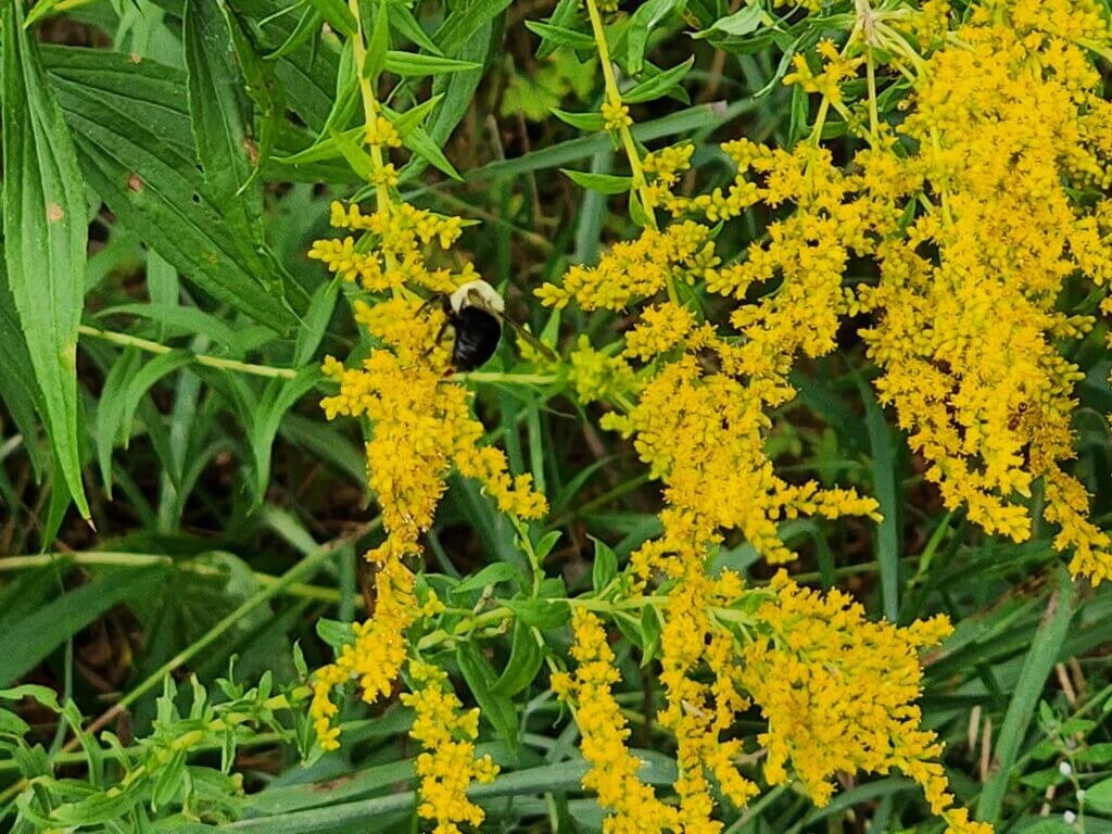 Bee getting nectar from Goldenrod plant