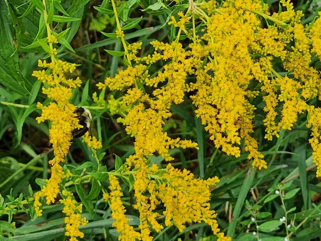 Goldenrod Flowers in Full Bloom with a Bumble Bee