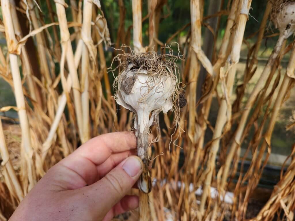 Fully dried garlic ready to be cleaned and stored.