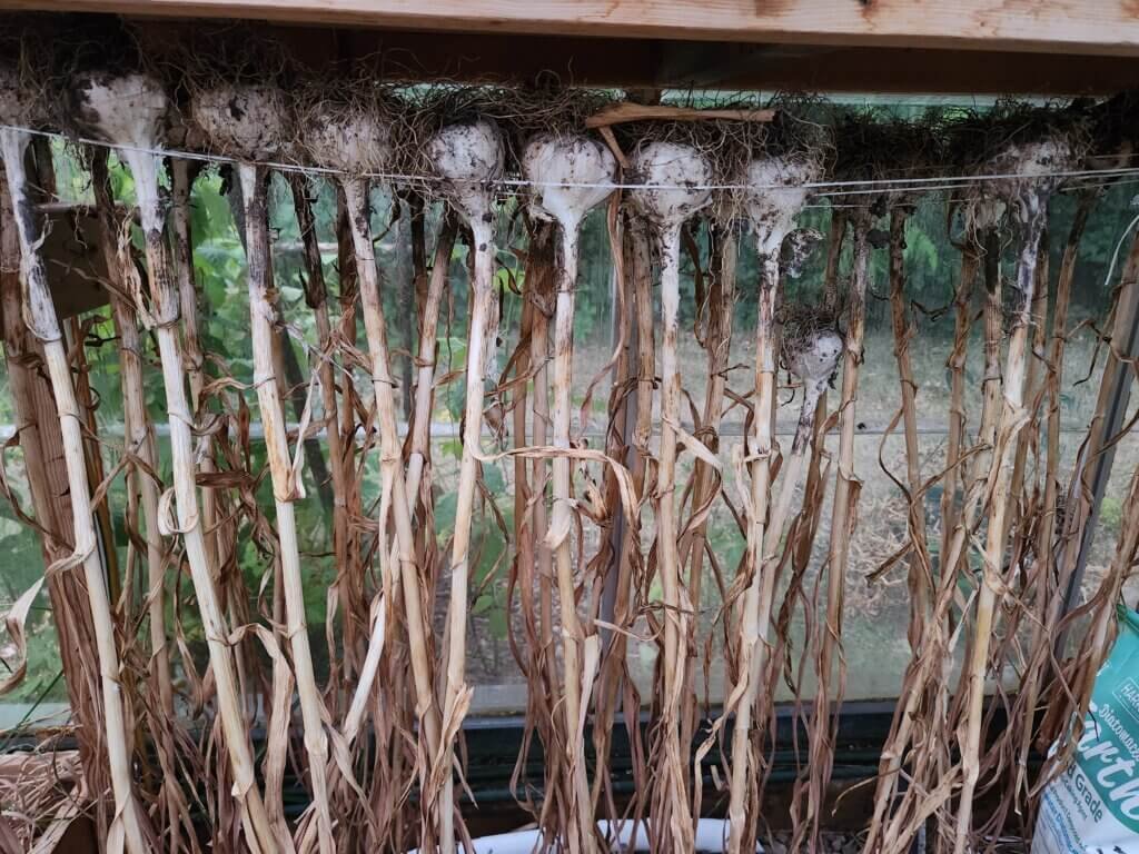 Garlic hanging to be dried for storage.
