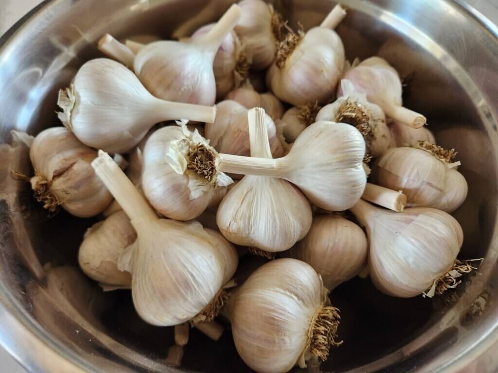 Garlic harvest cleaned in a steel bowl.