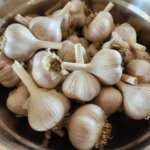 Garlic harvest cleaned in a steel bowl.
