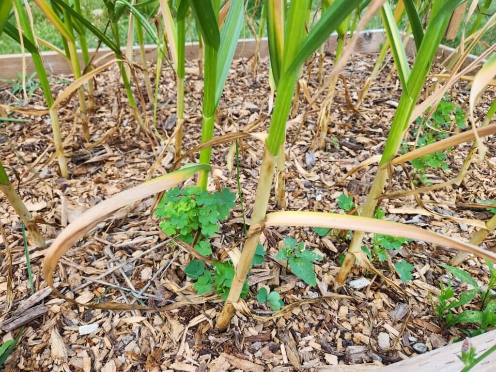 Garlic plants ready to be harvested.