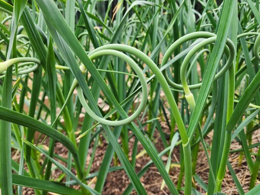 Garlic scapes ready to be harvested.