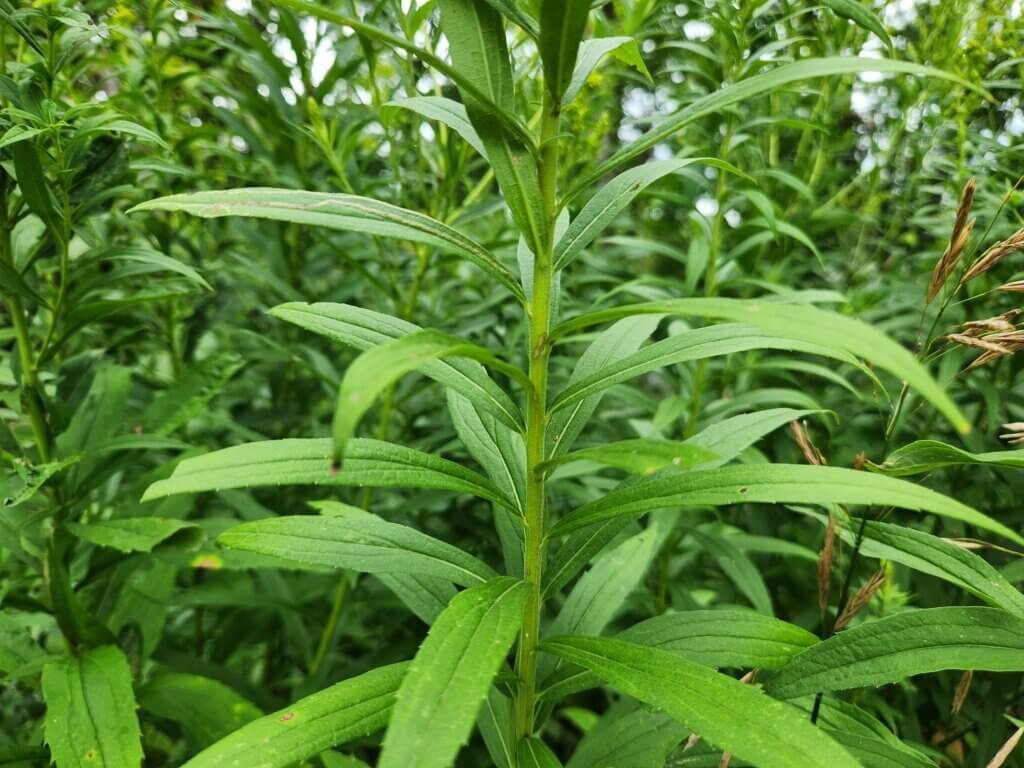 Goldenrod Plant Leaves