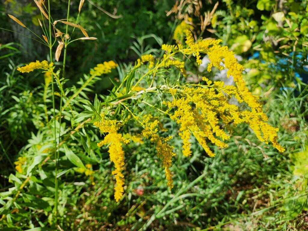Goldenrod flowers in the sun