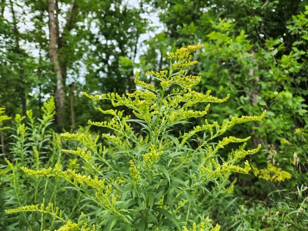 Goldenrod plant about to flower