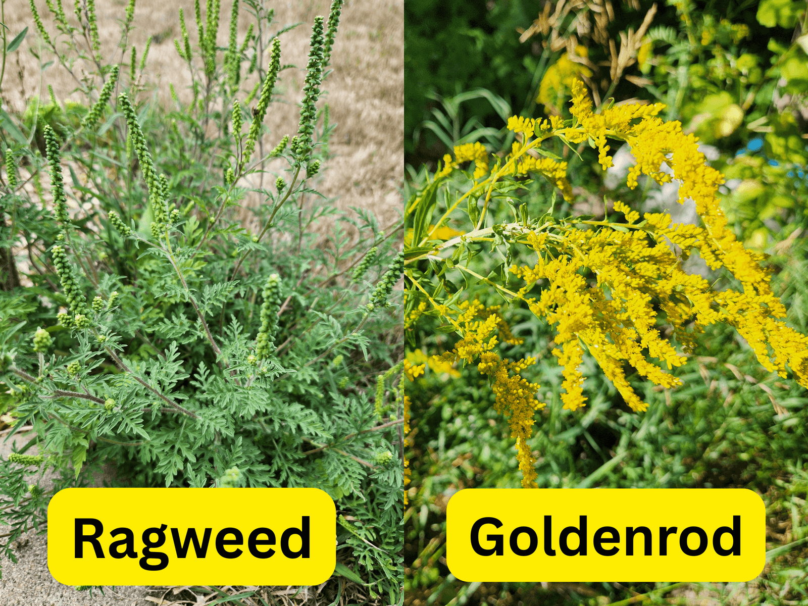Goldenrod vs Ragweed