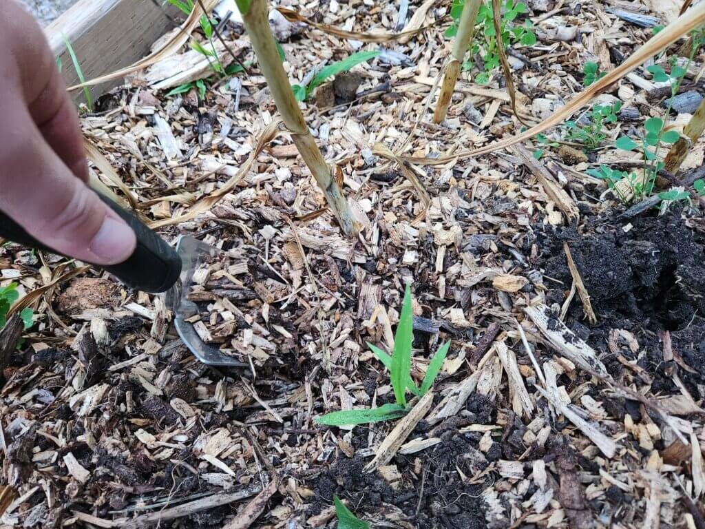 Harvesting garlic using a trowel to lift the bulb.
