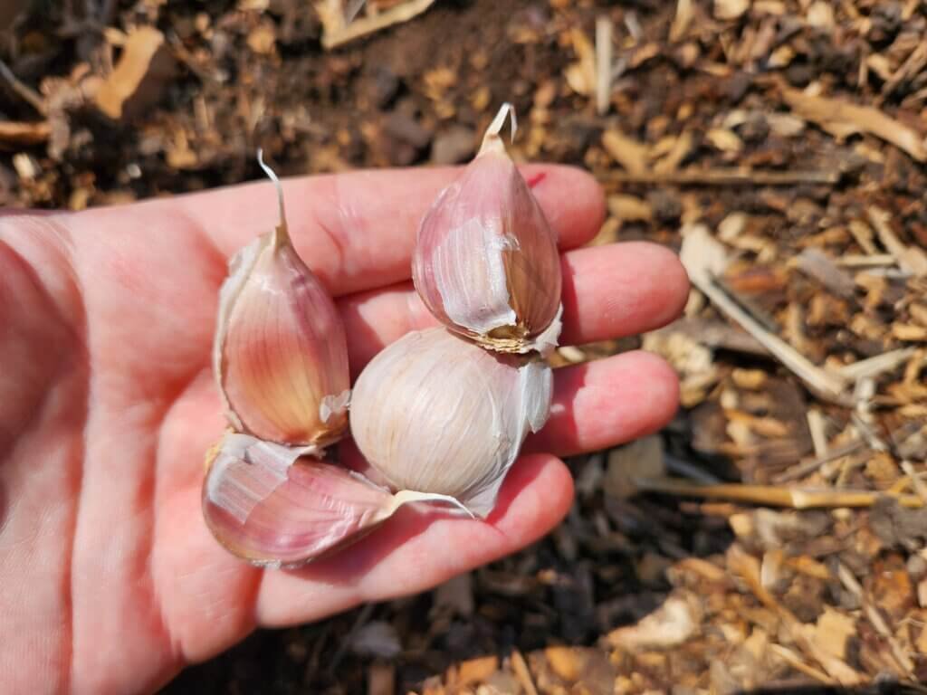 Large Garlic bulbs ready to be planted.