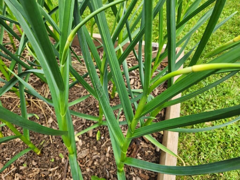 New garlic scapes starting to grow.